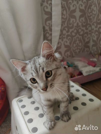 Котик в добрые руки