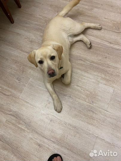 Вязка лабрадор