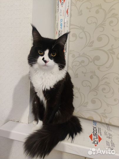 Котята мейн-кун