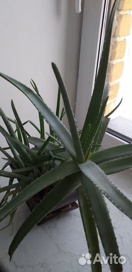 Четырехлетнее растение Алое