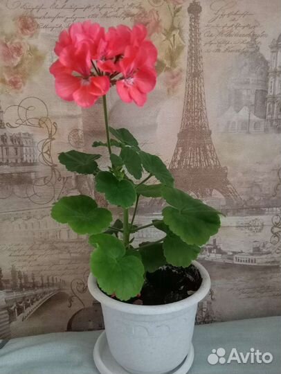 Пеларгония герань