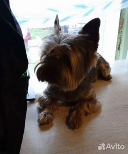 Щенки Йорка