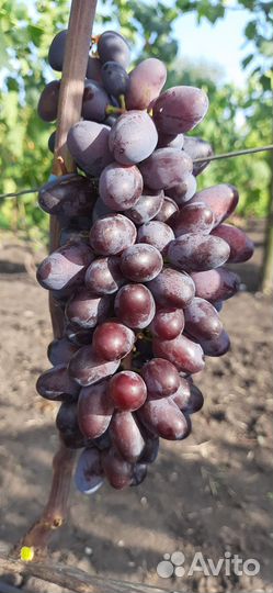 Виноград