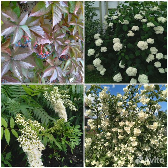 Кустарники декоративные саженцы