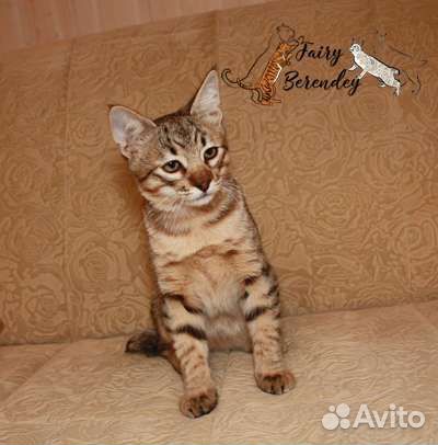 Котенок породы пиксибоб