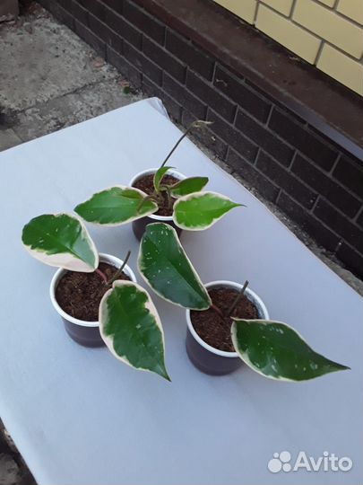 Комнатные растения цветы