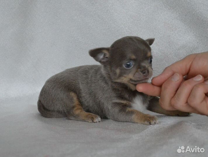 Короткошерстная лиловая куколка