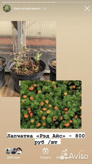 Декоративные садовые кустарники и хвойники