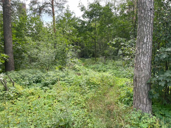 Участок 22,5 сот. (ИЖС)