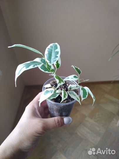 Фикус бенджамина