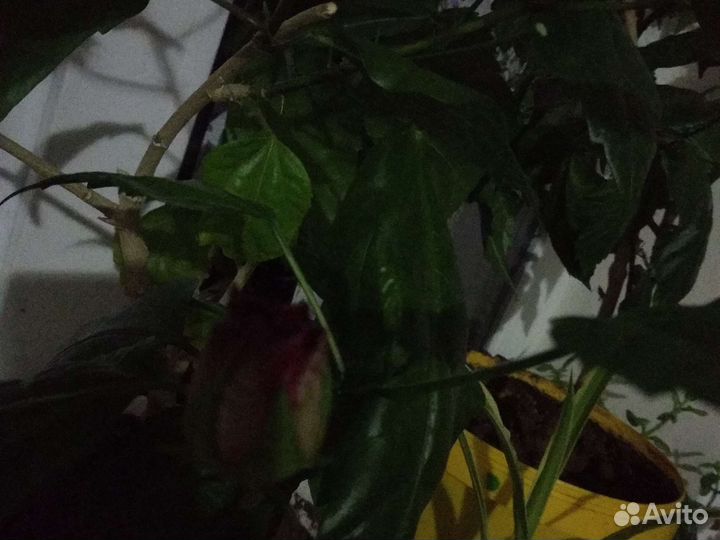 Гибискус китайская роза