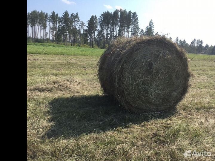 Продам сено, Ангарск, Усолье-Сибирское