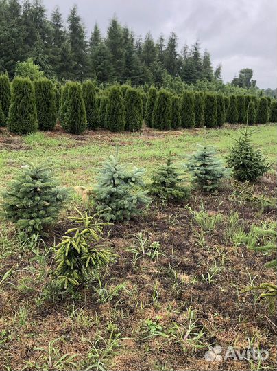 Ель голубая 1-1,2 м