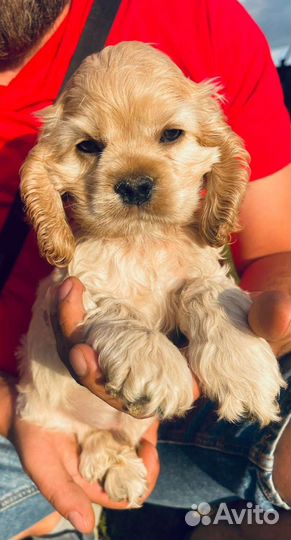 Кокер спаниель