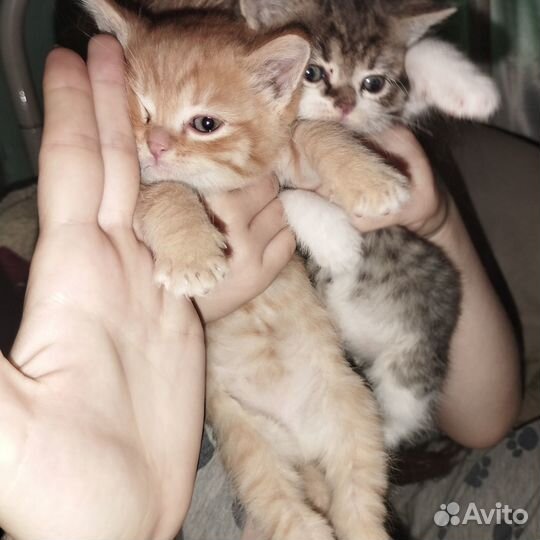 Отдам котят в добрые руки