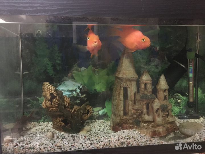 Аквариум с рыбками