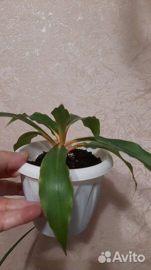 Строманта. Хлорофитум оранж