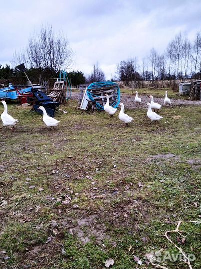 Яйца Гусиные и гуси