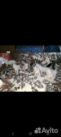 Котята