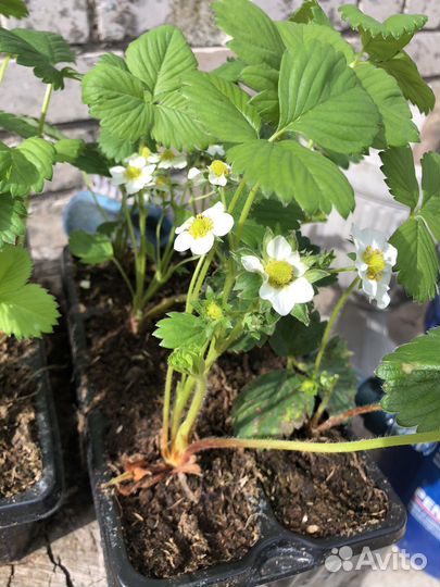 Клубника саженцы