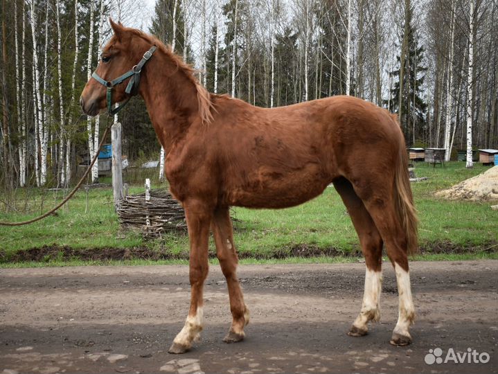Жеребчик 2023 г.р. Орловский рысак