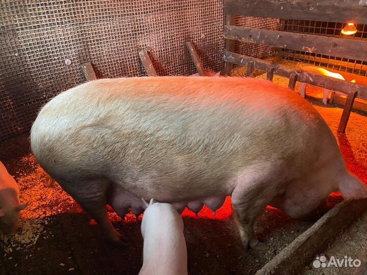 Свиноматка