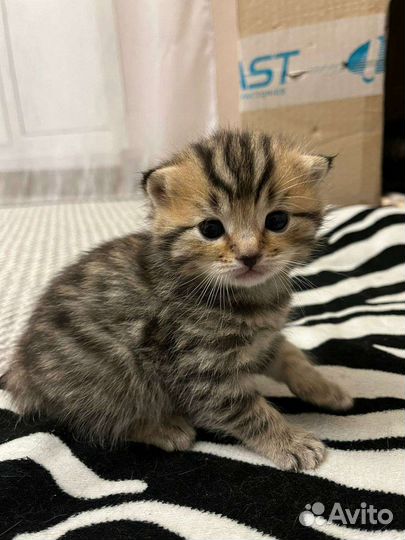 Котик вязка