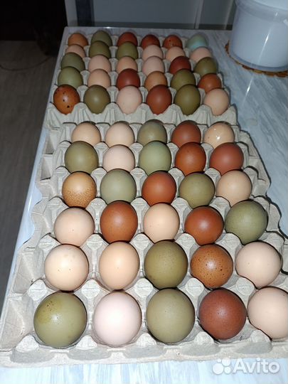 Цыплята из цветного яйца