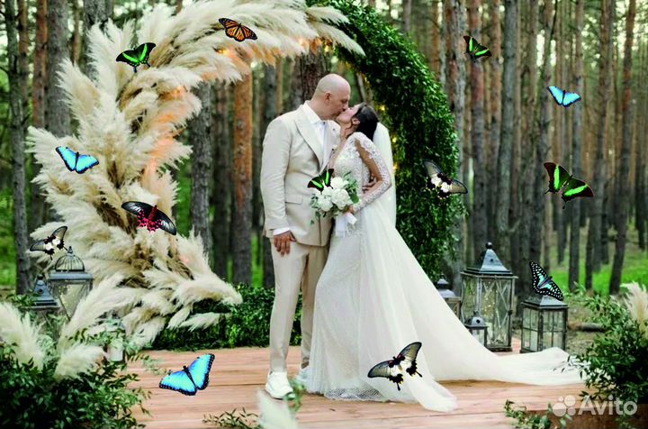 Салют из 20 Живых Тропических Бабочек с/б-303