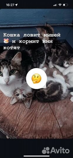 Кошка-мышеловка и котенок в добрые руки