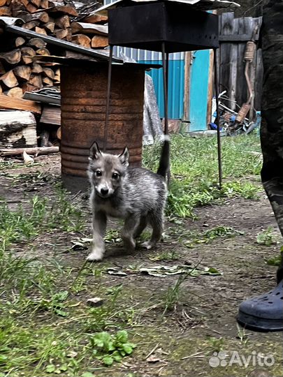 Отдам в добрые руки щенят