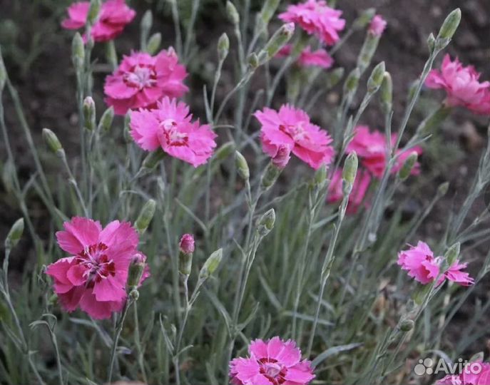 Многолетнее растение Гвоздика серо-голубая