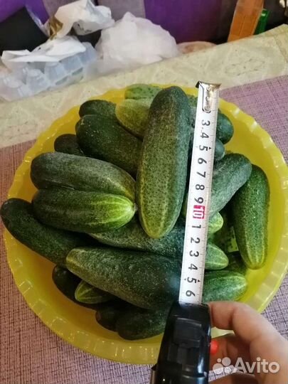 Огурцы домашние свежие