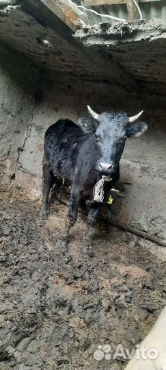 Продажа крс