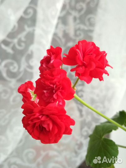 Пеларгония герань