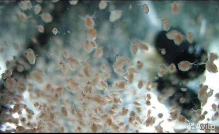 Аквариумные рыбки, растения, корм (дафния живая)