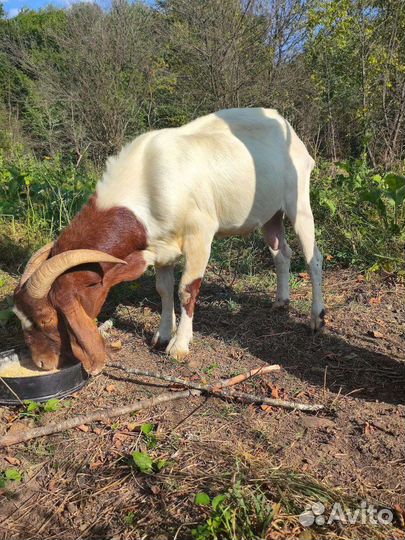 Бурский козел