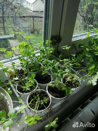 Рассада петрушки и тыквы