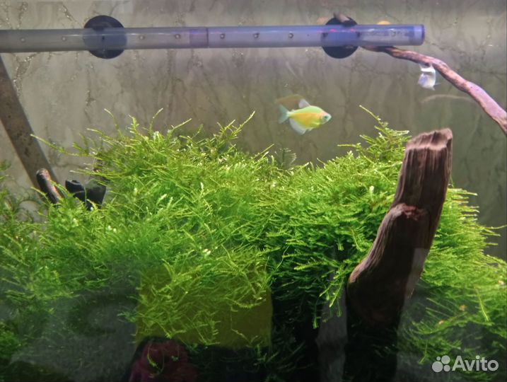 Водоросли для аквариума
