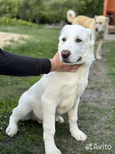 Щенки алабай (Среднеазиатская овчарка)