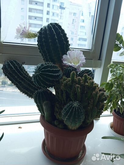 Кактусы и суккуленты