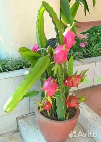 Питахайя экзотический фрукт