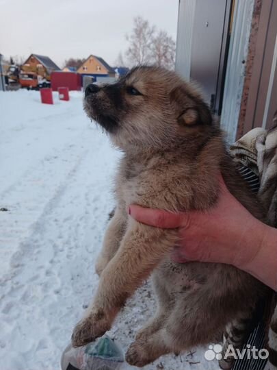 Щенок ищет дом