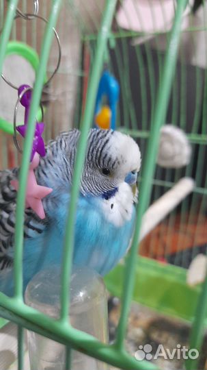 Волнистый попугай