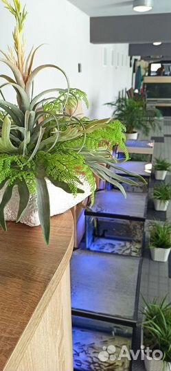 Администратор на фиш пилинг