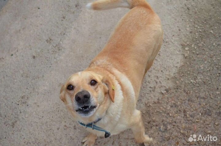 Собака в добрые руки