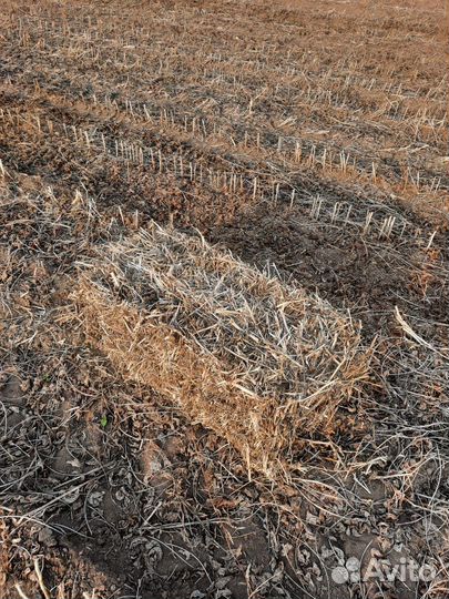 Сено соя в тюках