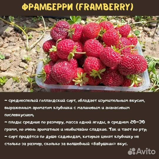 Клубники кустики