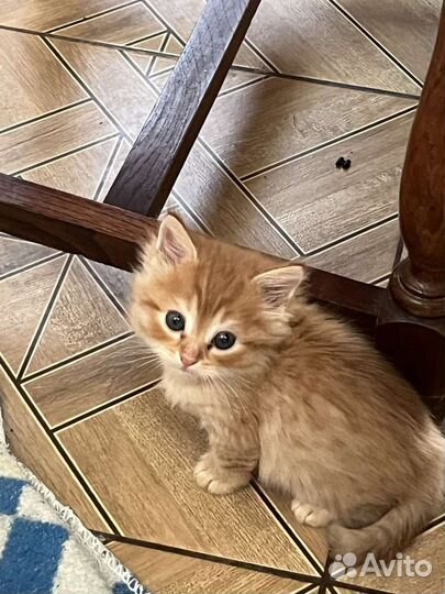 Кошки в дар