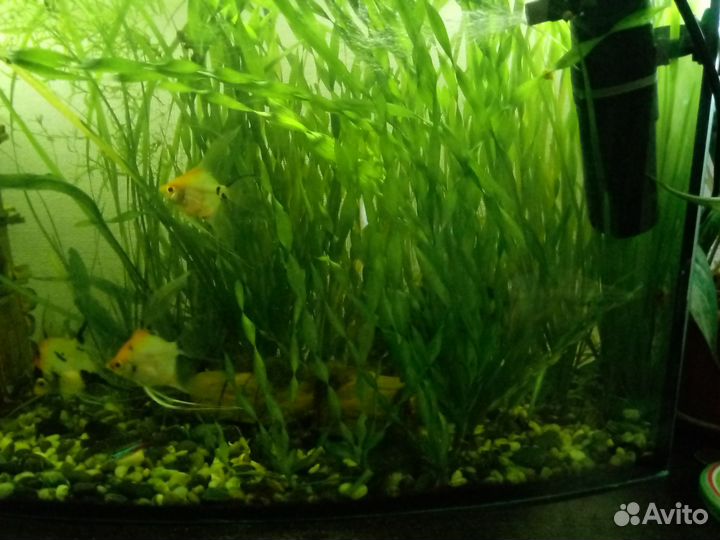 Аквариумное растение